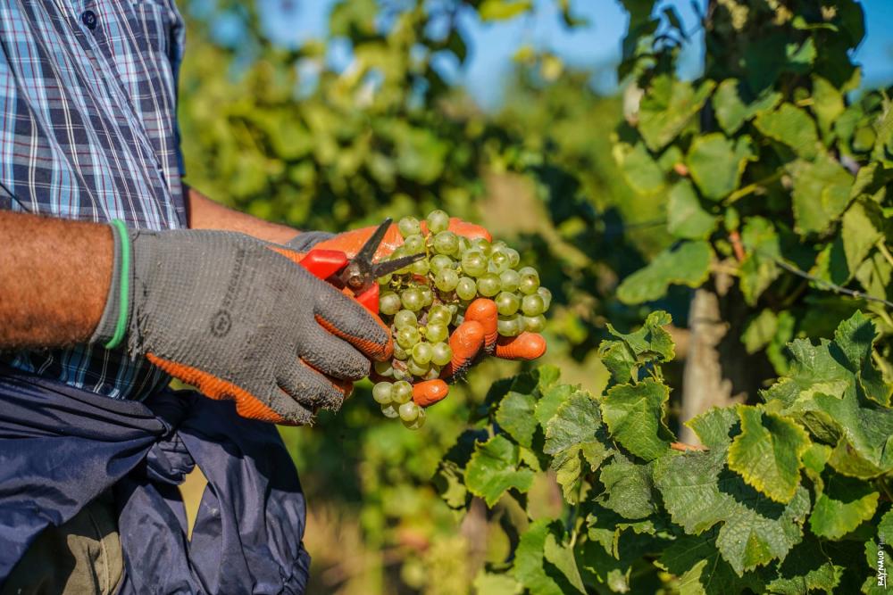 Début des Vendanges : Un Moment Clé dans la Production du Vin