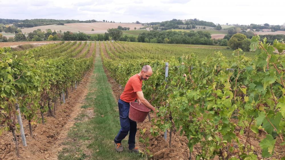 Semis de couverts végétaux dans les vignes de Vinovalie !