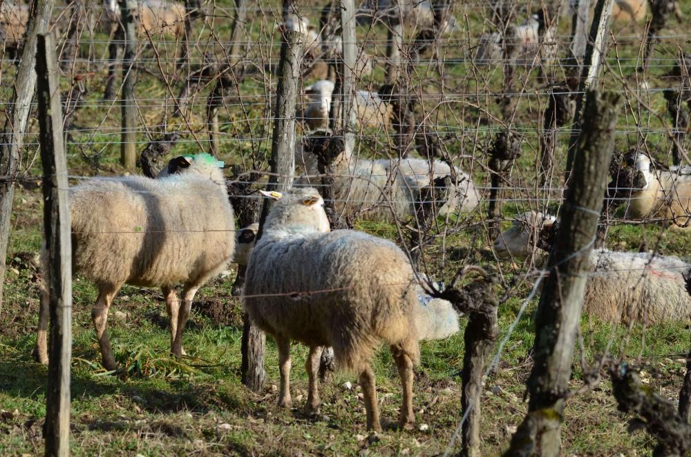 Des brebis dans les vignes de Vinovalie