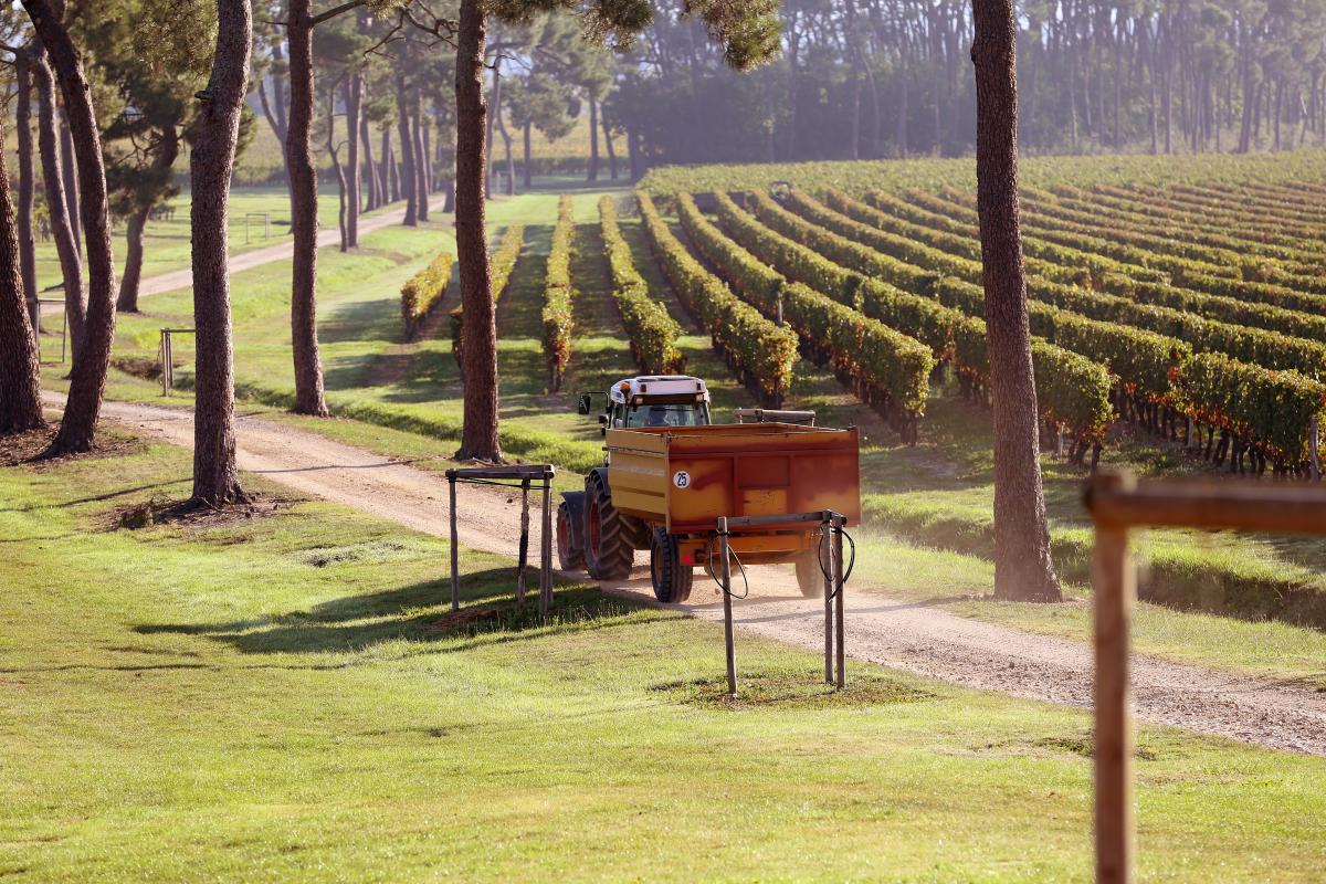 vendanges 2017